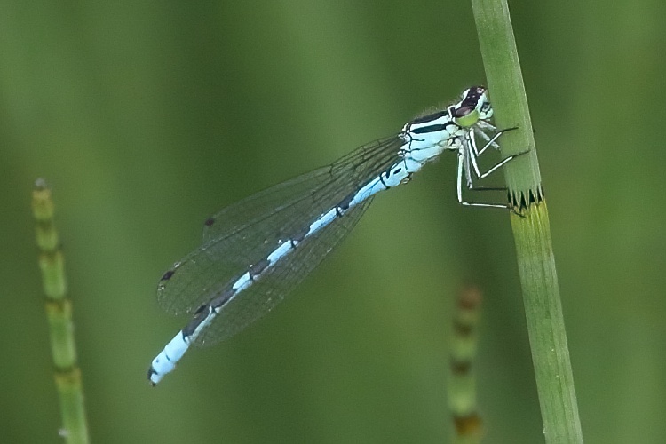 Coenagrion hastulatum (Northern Damselfly) male.JPG